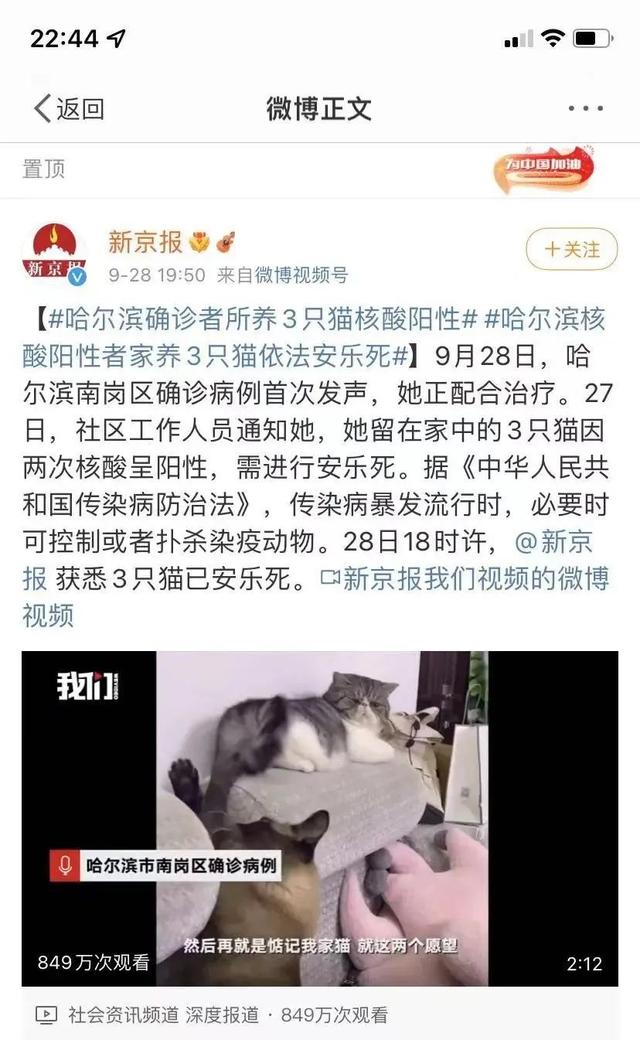 哈尔滨三只猫阳性被安乐死，你怎么看？
