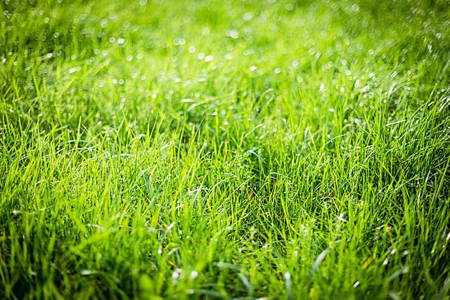选择草坪专用除草剂，让草坪除草安全有保障！
