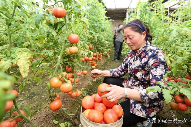 西红柿总是落花落果？教你一招，一喷就灵，结得多，吃不完卖不完10