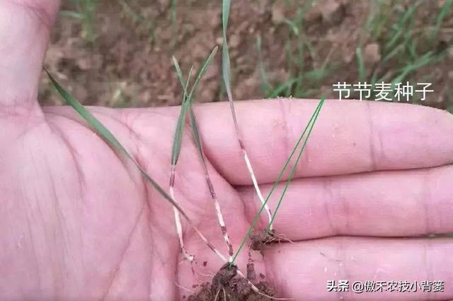 麦地里的节节麦杂草难防治？选对药物、找准时机、用对方法并不难4