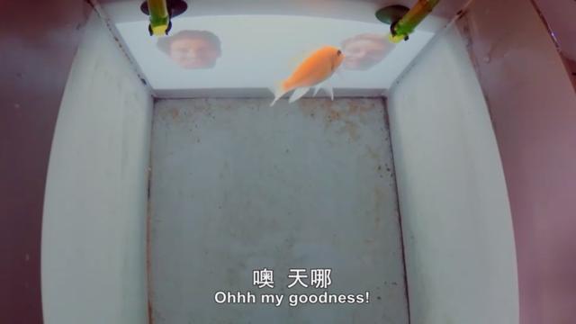 金属破碎机每日开机前必做检查比例失重调整