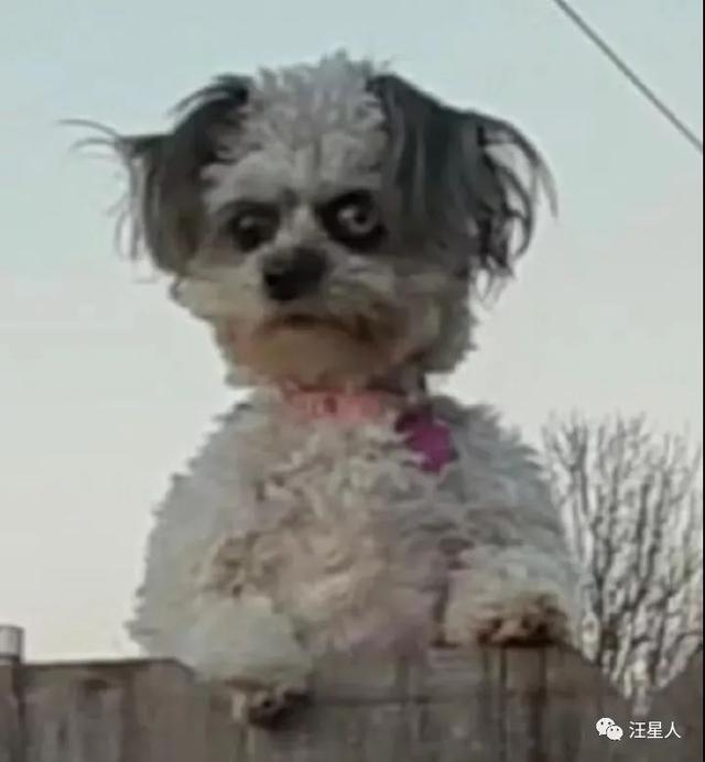 網友散步偶遇一隻扒在牆頭的狗，仔細一看u2026u2026嚇尿了- kks資訊網