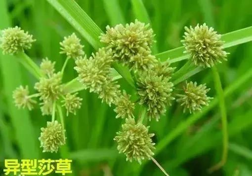 旱直播水稻技术/经验交流(二)一一芽后除草几个关键怎么办？11