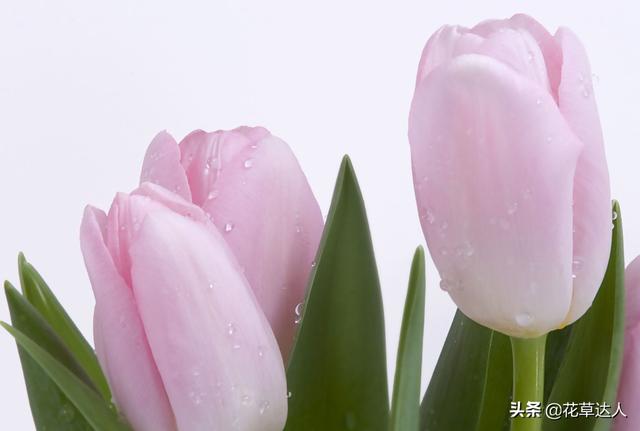 郁金香花语 郁金香花语（郁金香花语和寓意） 生活