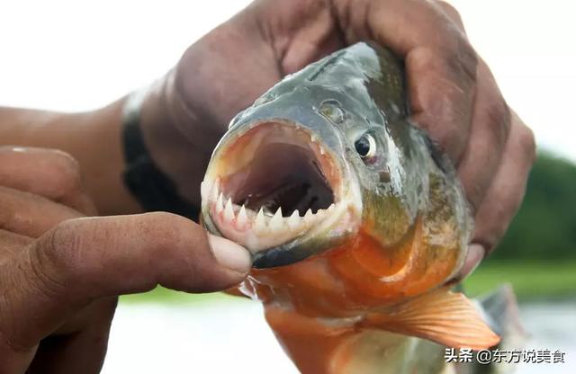 饮食禁忌：世界各地的10大禁忌食品