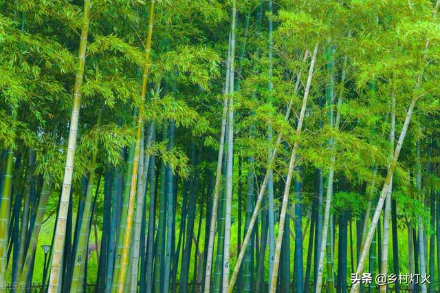 “竹子开花，人要搬家”？为什么在民间会有这种说法？