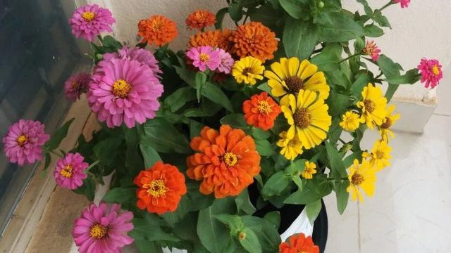 百日菊 百日菊「百日菊古诗词」 生活