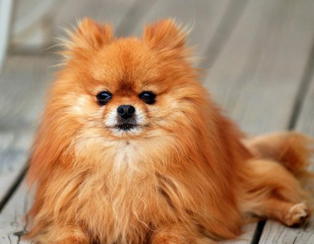 博美犬多少钱一只小型博美犬怎么修剪发型