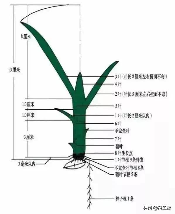 水稻叶片的种类