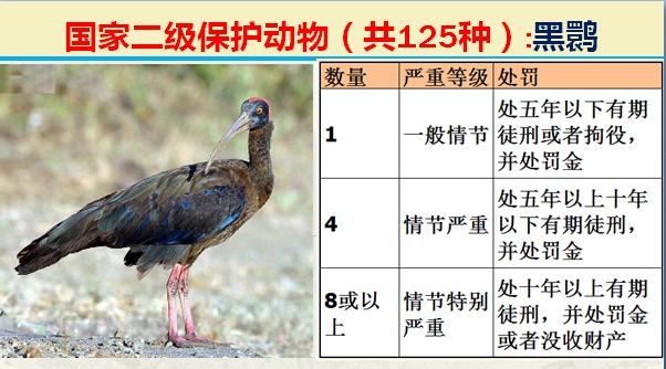 国家二级保护动物