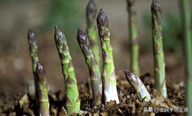 芦笋根系及**茎腐烂、枯死？高温高湿季谨防芦笋根腐病，早防治