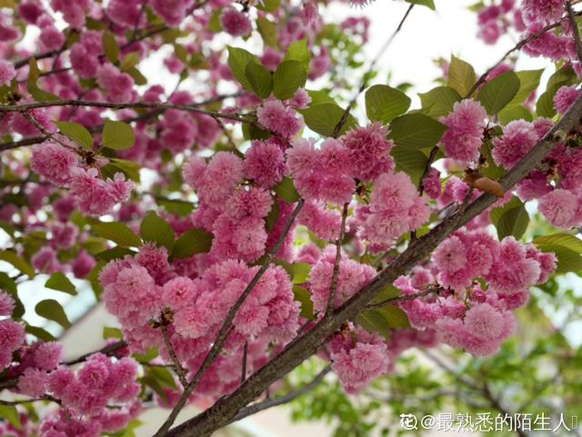 植物图片及名称大全（80种常见植物图解）(39)