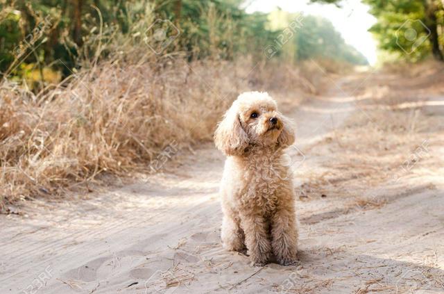 小型雪纳瑞犬