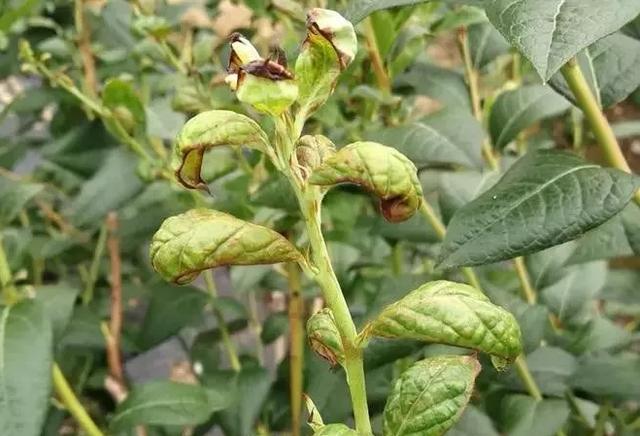 蓝莓种植常见虫害新梳理，田间实拍图片，防治方案供参考3