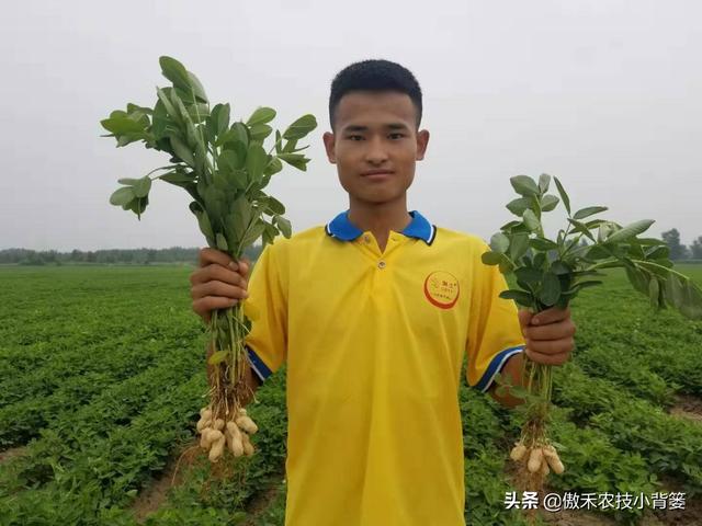 夏季多雨花生容易爆发叶斑病，掌握技巧早防早治确保高产11