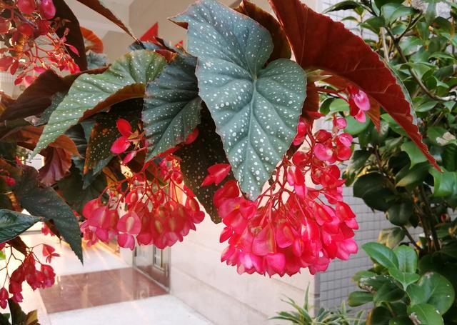 竹节海棠