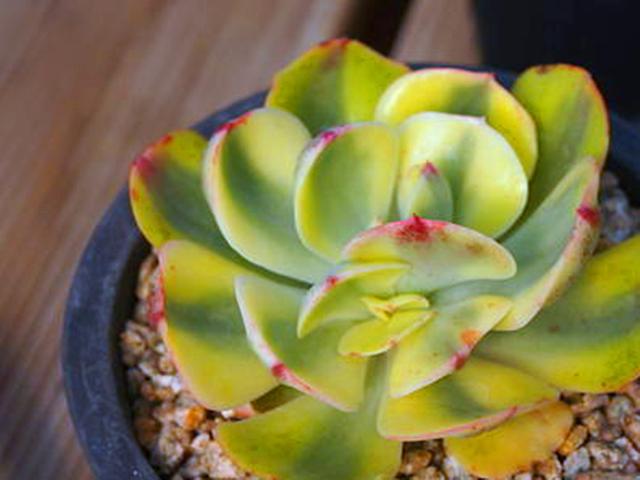 多肉植物夕阳牡丹（多肉夕阳牡丹锦）(1)
