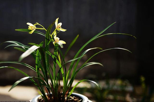 国花是什么花