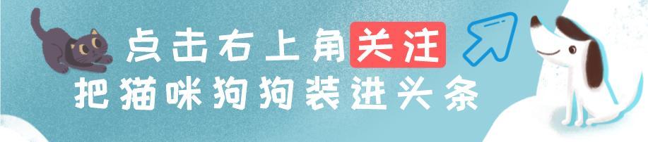 冰岛唯一本土狗狗，却一度惨遭灭绝，如今成为世界最稀有狗狗之一