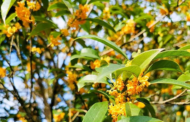 重阳之后这样吃，有补肾阳、理脾胃、润燥的好处