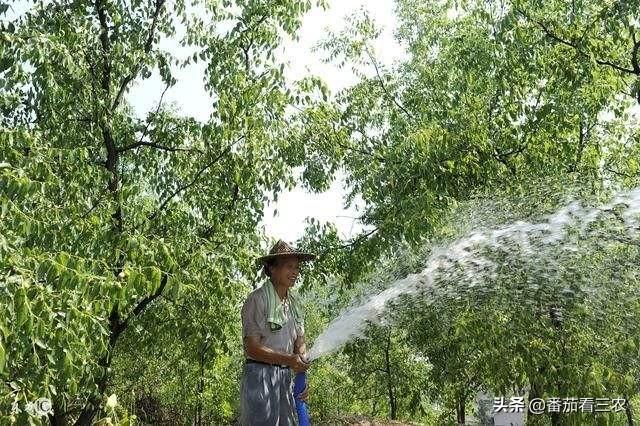 了解枣树裂果的两大原因，采取七种措施，有效防治枣树裂果9