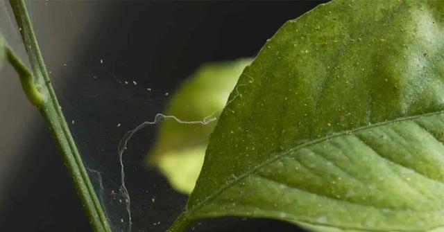 8种盆栽花卉容易感染的病虫害，用药的方法技巧指南，新手轻松学5