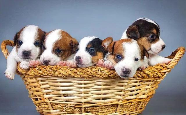 英国跳猎犬