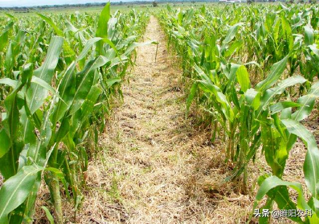 玉米田除草效果最好、最安全的除草剂，春夏几乎所有玉米均可用2