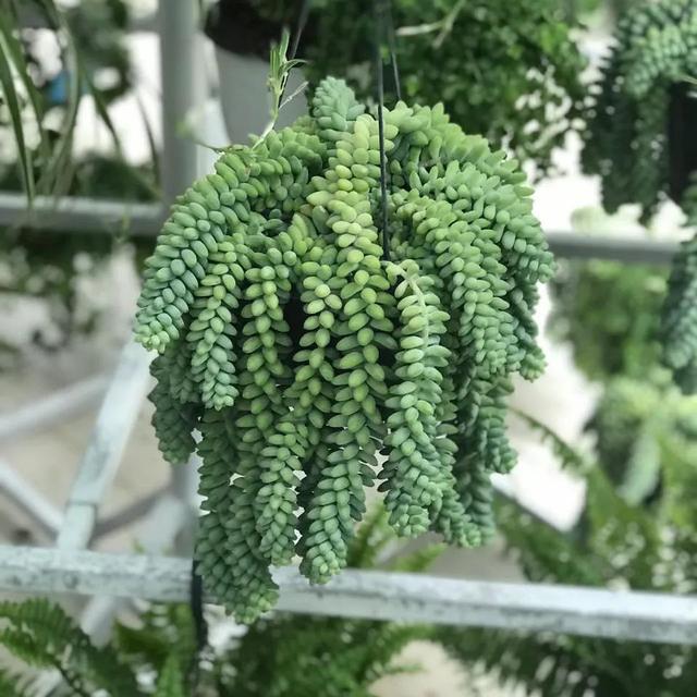 虹之玉 虹之玉（虹之玉的养殖方法） 生活