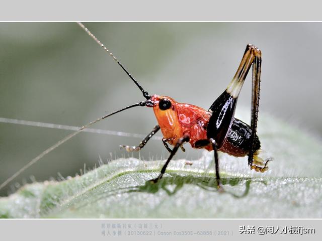 昆虫的若虫和幼虫有什么区别?