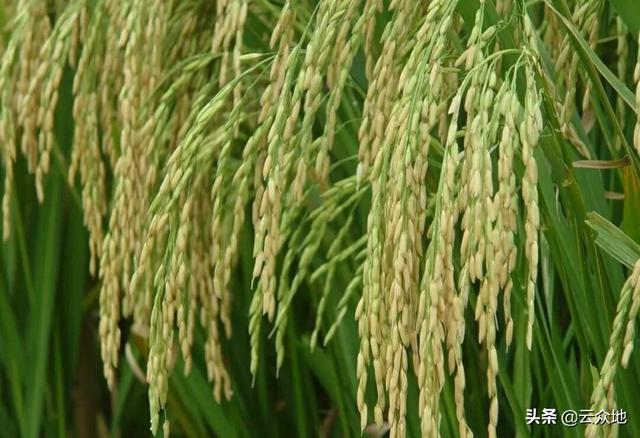 2020年早稻如何种，怎么选择早稻品种？种植有哪些技术要点？4