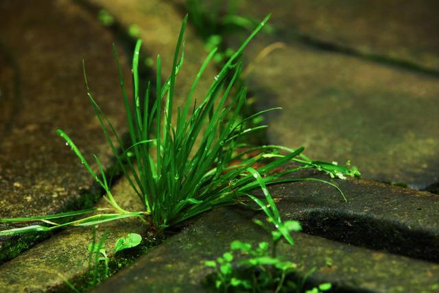 描写小草生命力顽强的句子,形容小草生命力顽强的图片-b2少儿学习网