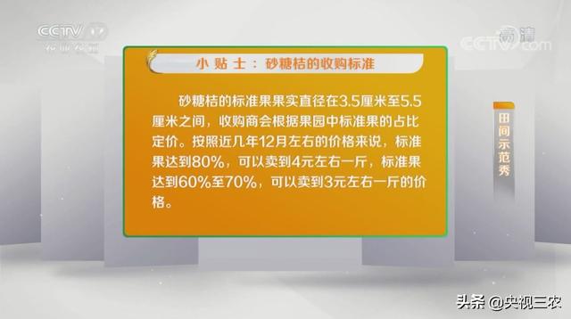 砂糖桔全攻略！大小果咋办？怎么一眼“看”出最甜的果？5