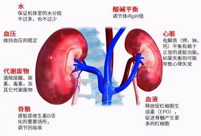 肾好不好一泡尿就能知晓？尿液常有几种变化，需给肾做检查