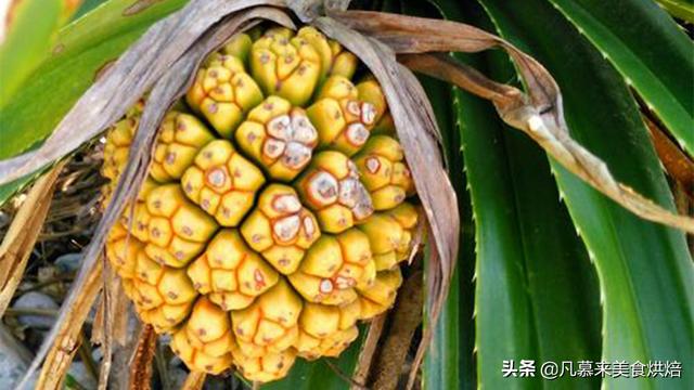 水果有哪些 水果有哪些（水果有哪些形状） 生活