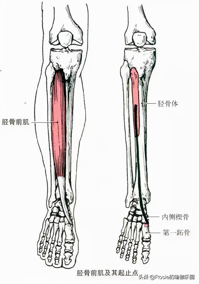 美腿与丑腿