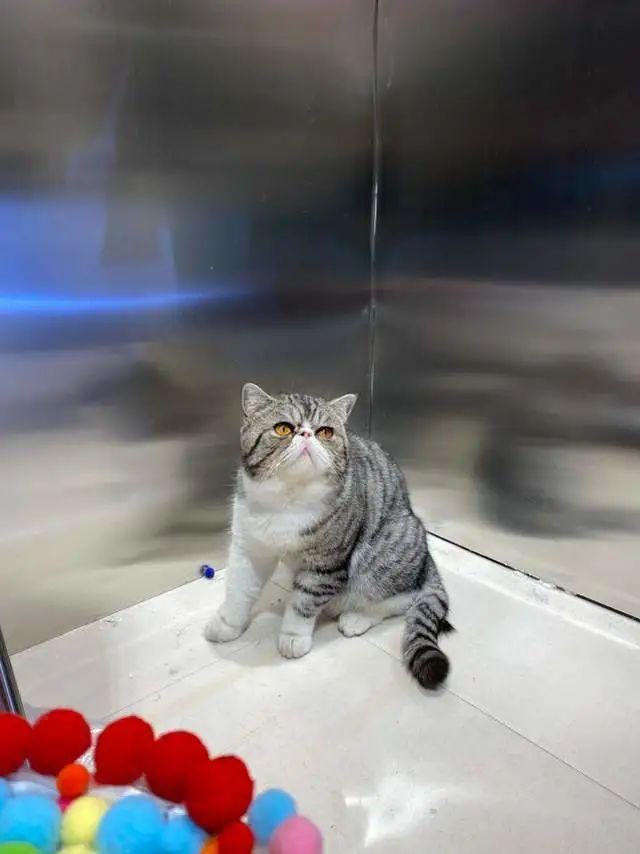 哈尔滨三只猫阳性被安乐死，你怎么看？
