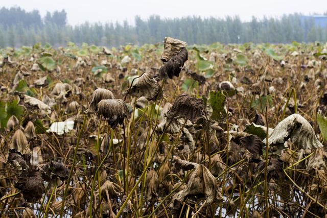 寒露至！“初一寒露后，单衣就过冬”，今冬冷不冷？看看寒露表现4