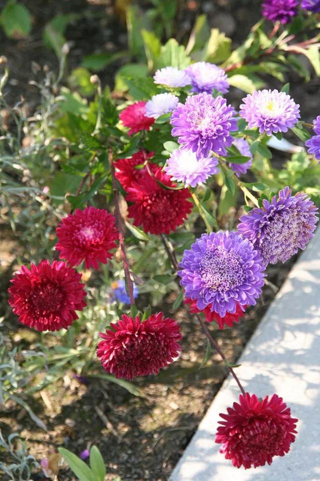 草本植物 草本植物（草本植物染发剂） 生活