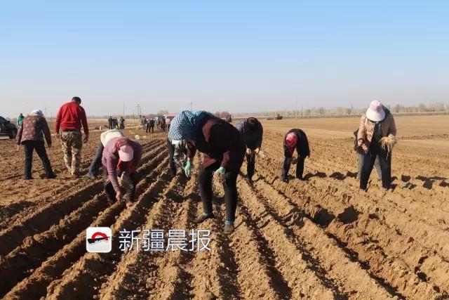 哈巴河不但有山谷，还有一片“中国药谷”