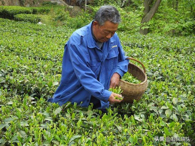 茶叶图片