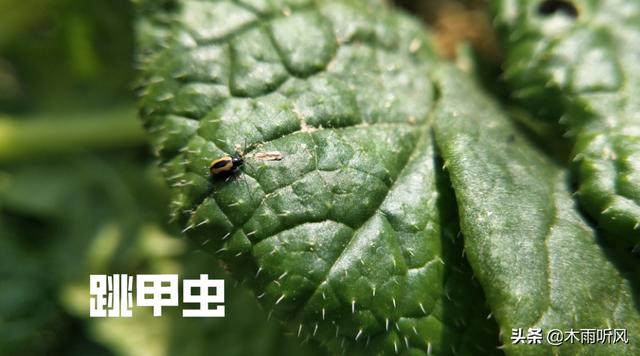 种植白菜，跳甲虫危害大，怎样防治？用什么农药效果好？3