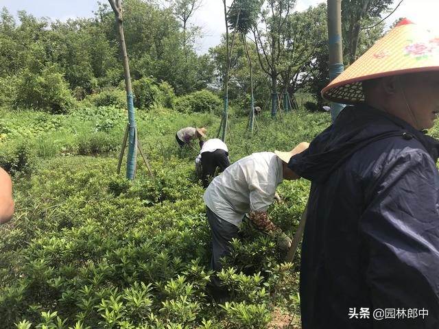 苗圃除草成本一直居高不下？不妨试试这种方法！除草成本减少一半3