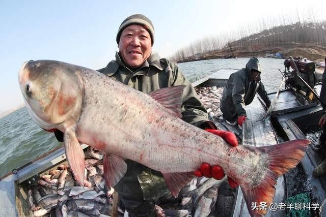 鳙鱼图片