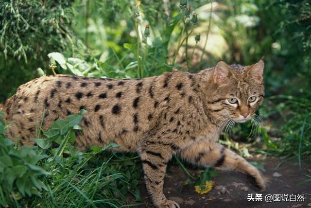 草原斑猫的简单介绍
