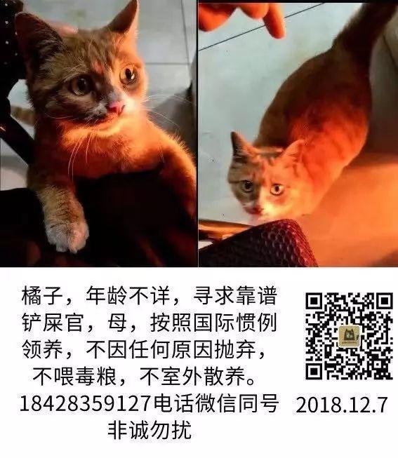 成都宠物猫领养 成都宠物猫领养（免费领养猫咪） 动物