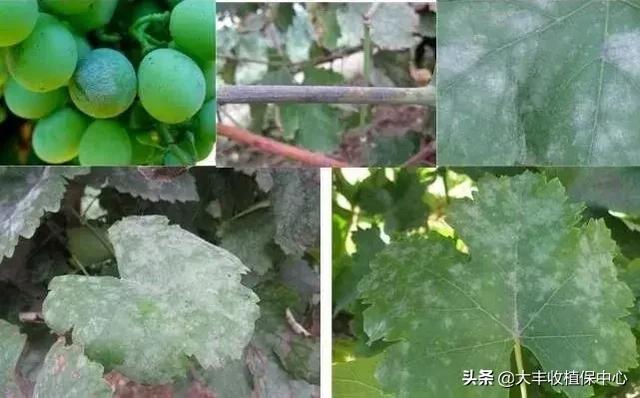 病害防控重点，这个杀菌防病利器千万不能错过！4