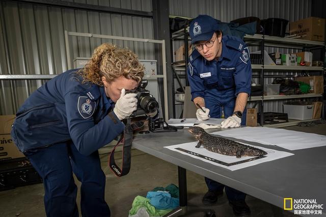 澳大利亚松果蜥：非法宠物交易危机