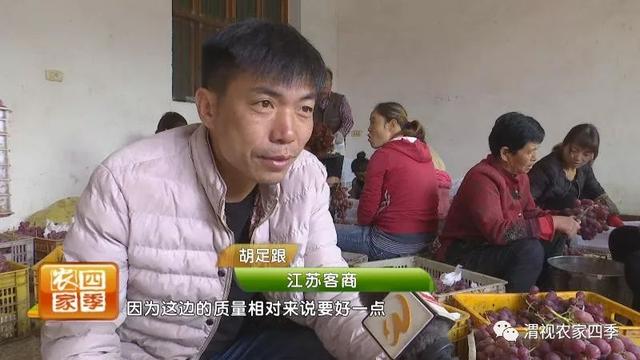 丰收渭南：设施红提富蒲家5