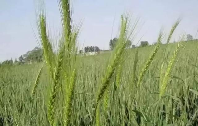 小麦什么时候除草效果最好？90%的农民其实都不知道9
